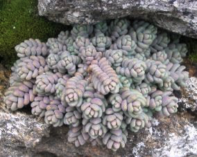 Sedum dasyphyllum borracina
